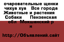очаровательные щенки чихуа-хуа - Все города Животные и растения » Собаки   . Пензенская обл.,Мокшанский р-н